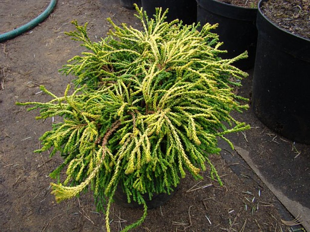 Кипарисовик тупой 'Гитте'