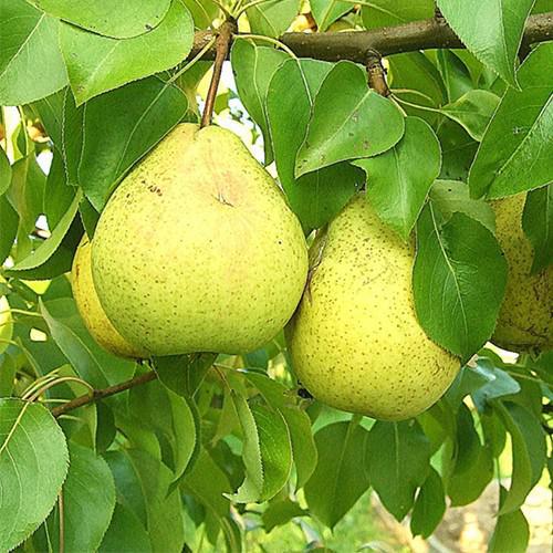 Груша 'Добрянка'