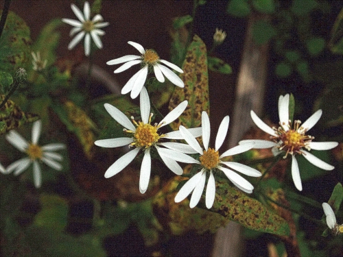 Астра растопыренная 'Айстерн Стар' (белая)