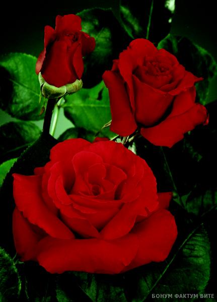 Роза 'Жак Преверт' (чайно-гибридная) (красная)