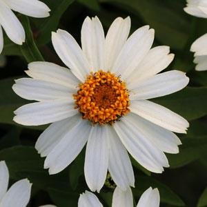 Цинния мариландская 'Захара Уайт' (белая)