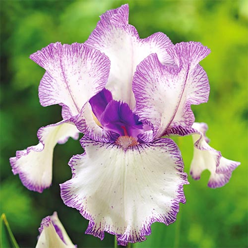 Многолетник Ирис