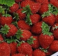 Земляника (клубника) 'Александрия'