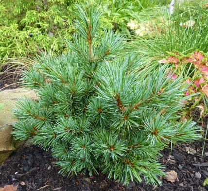 Сосна мелкоцветковая 'Азуми Гойе'