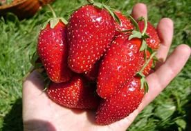 Земляника (клубника) 'Дивная'