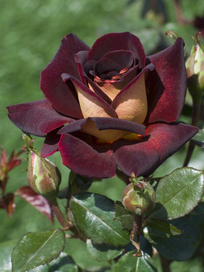 Роза 'Эдди Митчел' (чайно-гибридная) (бордово - желтая)