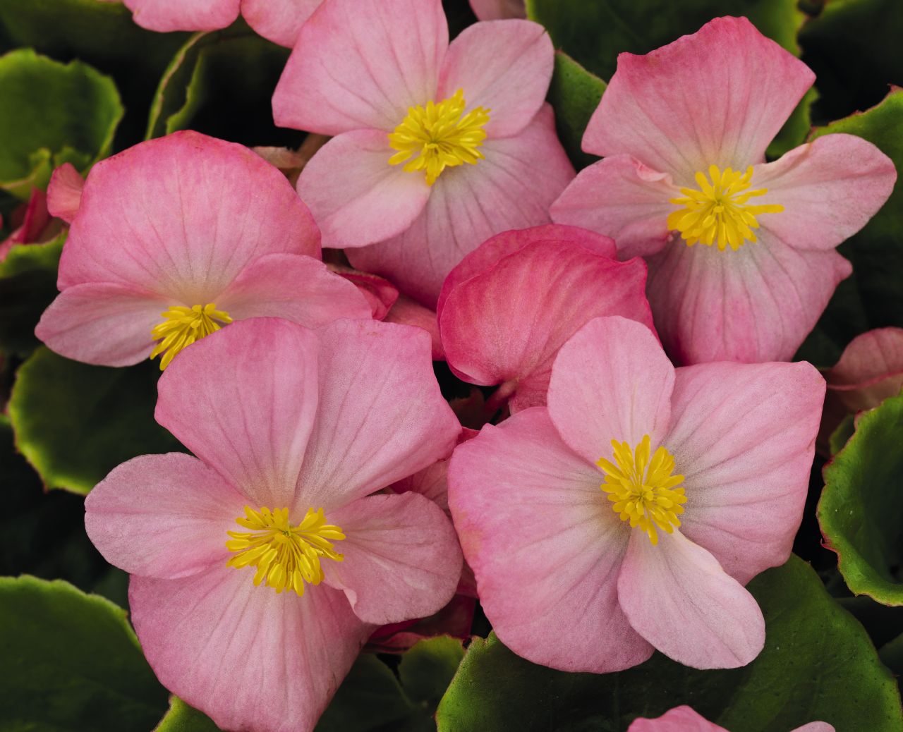 Бегония изящная  'Спринт Плюс Эппелблоссом'(сиреневая, зел.лист)