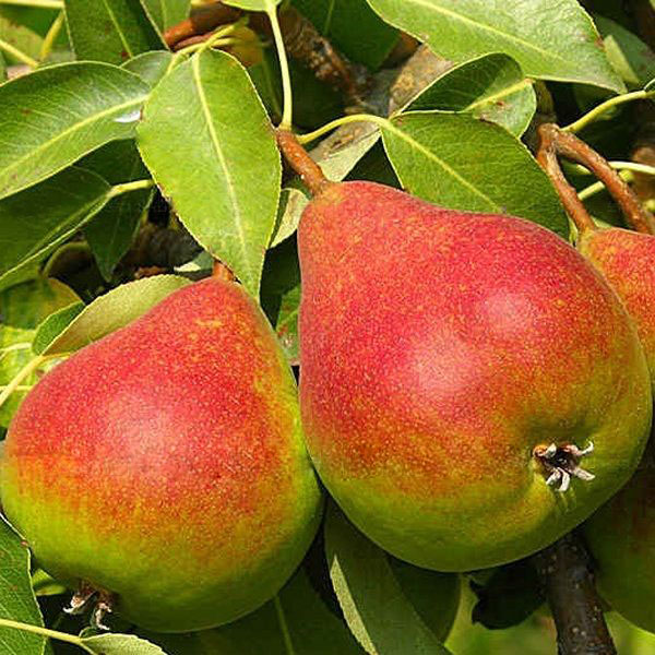 Груша 'Татьяна'