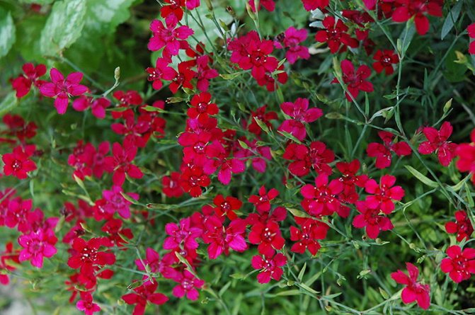Гвоздика травянка (красная)