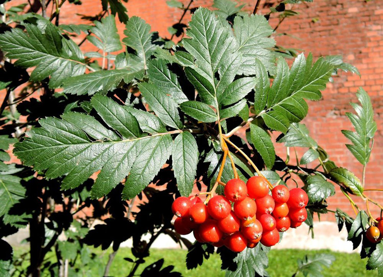 Рябина дуболистная (подвой)