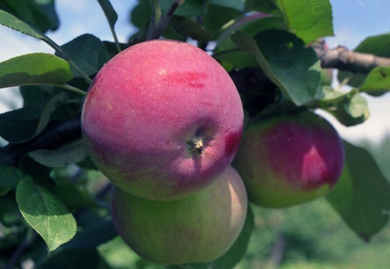 Яблоня домашняя 'Фармел'