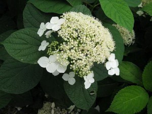 Гортензия древовидная 'Уайт Дом'