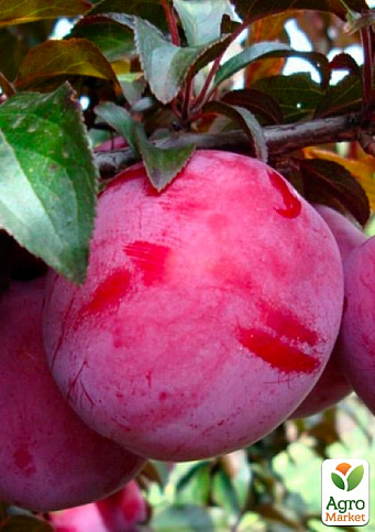 Слива 'Голливуд'