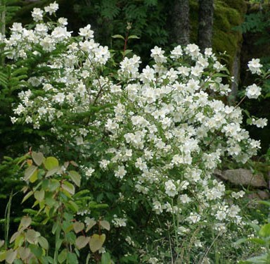 Чубушник Льюиса 'Ватертон'