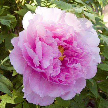 Пион древовидный 'Сэйдай' (светло розовый)