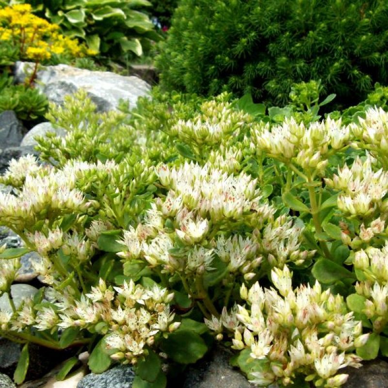 Седум ложный (Очиток) 'Альбум'