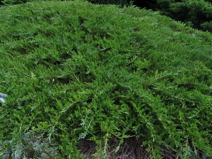 Можжевельник казацкий 'Рокери Джем'