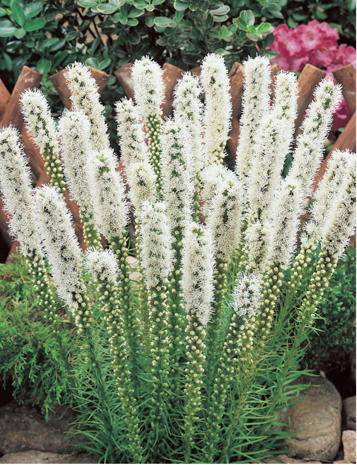 Лиатрис колосковый 'Флористан'