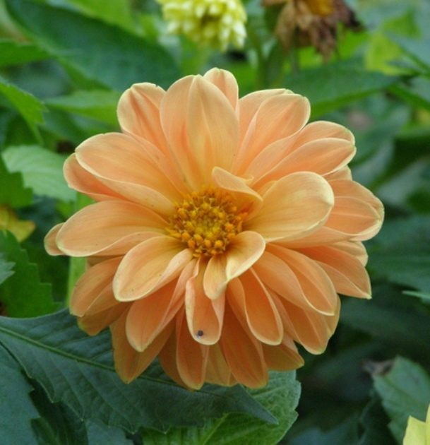 Георгина изменчивая 'Фигаро Оранж' (оранжевый) 