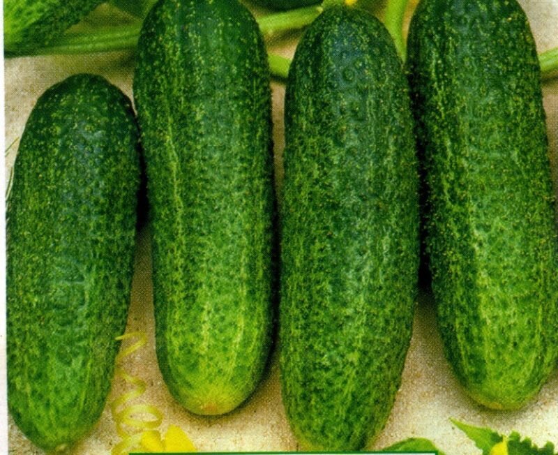 Огурец 'Либелла'