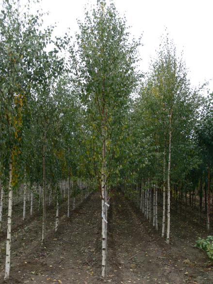 Береза повислая 'Звитсерс Глори'