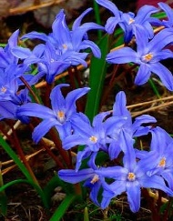 Многолетник Корневище Хионодокса