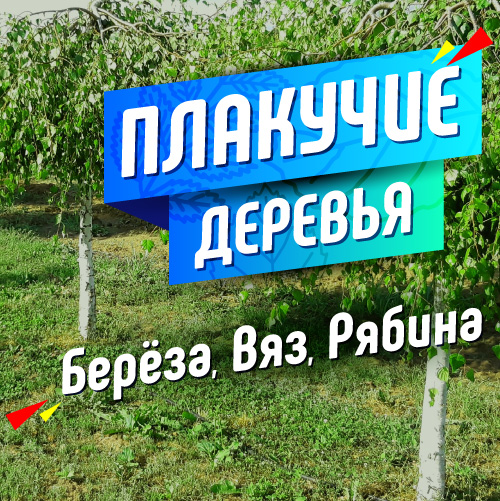 Плакучие деревья