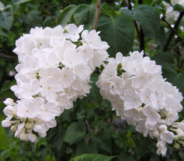 Сирень обыкновенная 'Флора 1953' (белая)