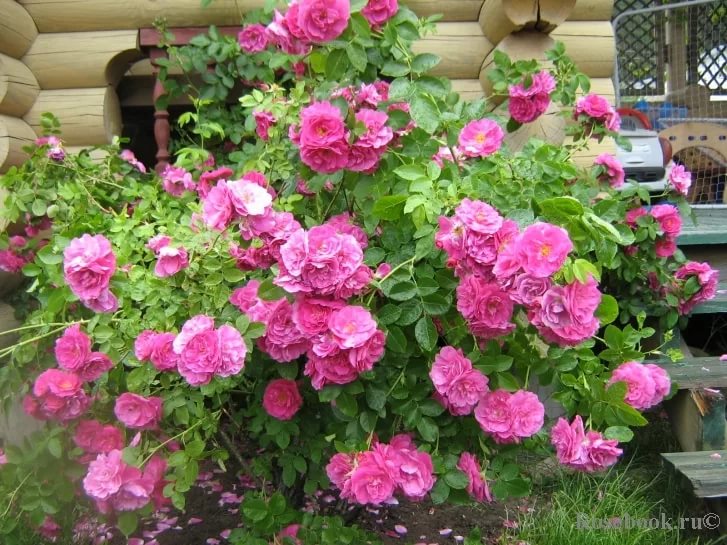 Роза 'Джон Кэбот' (плетистая, шраб) (розовая)