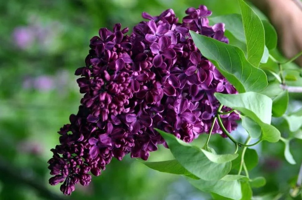 Сирень обыкновенная 'Френк Патерсон' (темно - фиолетовая)