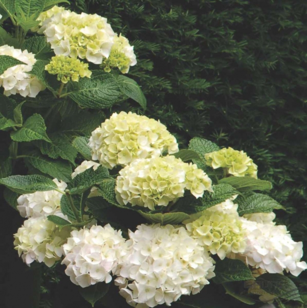 Гортензия крупнолистная 'Форевер энд Эвер Уайт'