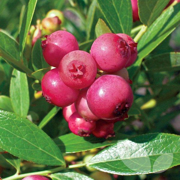 Характеристики