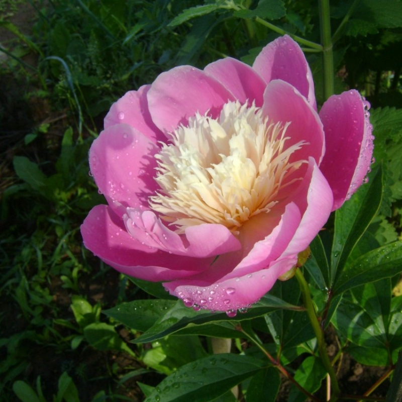 Пион молочноцветковый 'Боул оф Бьюти' (розовый анемоноцветный)