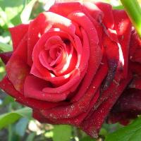 Роза 'Лавли Ред' (чайно-гибридная) (красная)