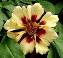 Кореопсис ланцетовидный 'Отумн Блаш'