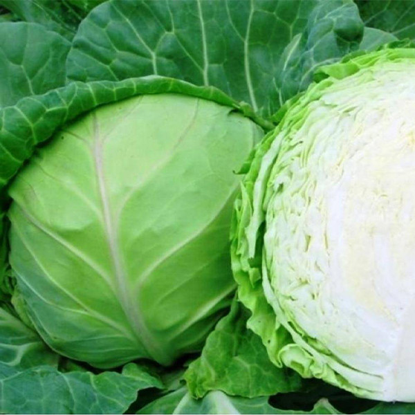 Капуста белокочанная 'Июньская'