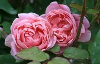 Роза 'Коттедж Роуз' (парковая, шраб) (розовая)