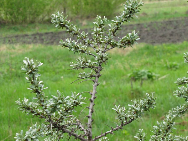 Облепиха 'Гном' (муж)