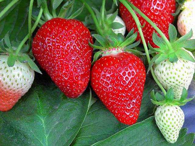 Земляника (клубника) 'Флер'