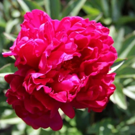 Пион молочноцветковый 'Ред Дабл' (малиново - красный)