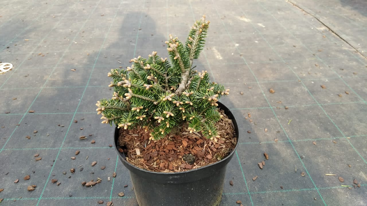 Пихта Нордмана 'Аллгау'