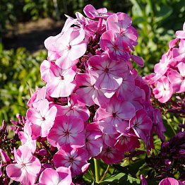 Флокс метельчатый 'Флейм Пинк Ай'