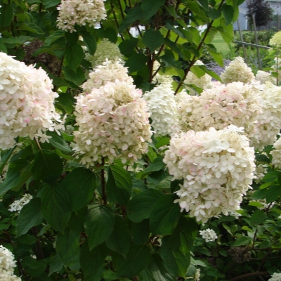 Гортензия метельчатая 'Вайт Лайт'