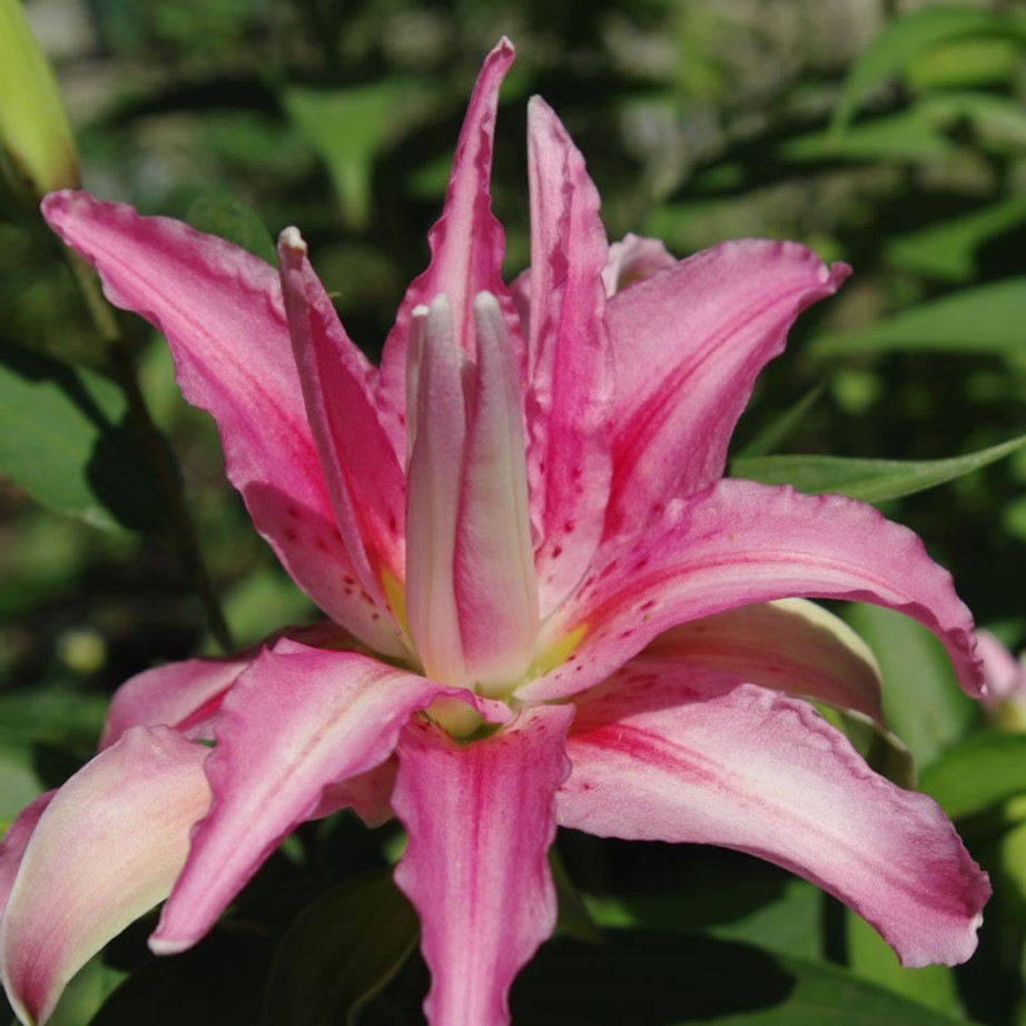 Лилия 'Дабл Леди' (розовая)