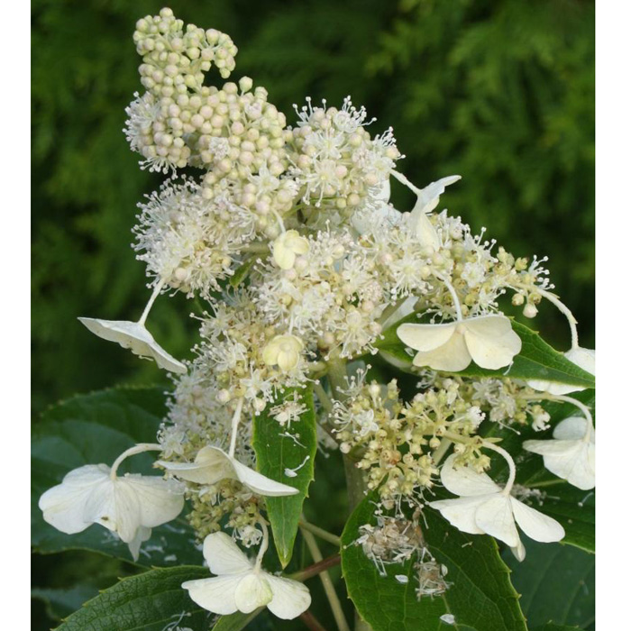 Гортензия метельчатая 'Киушу'