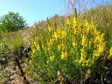 Дрок красильный