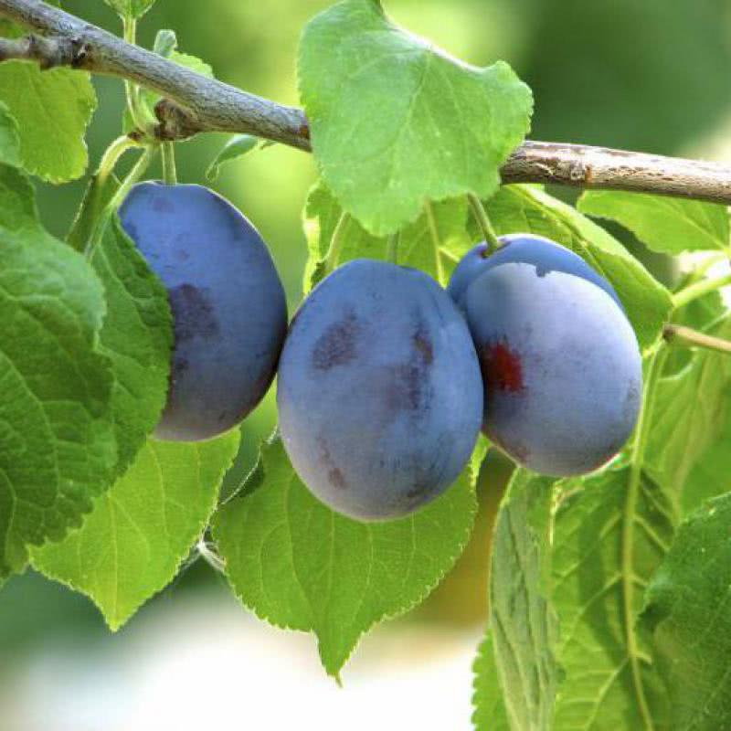 Слива 'Смолинка'