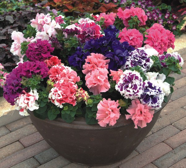 Петуния (сурфиния) гибридная махровая 'Дабл Каскад Микс' (смесь)