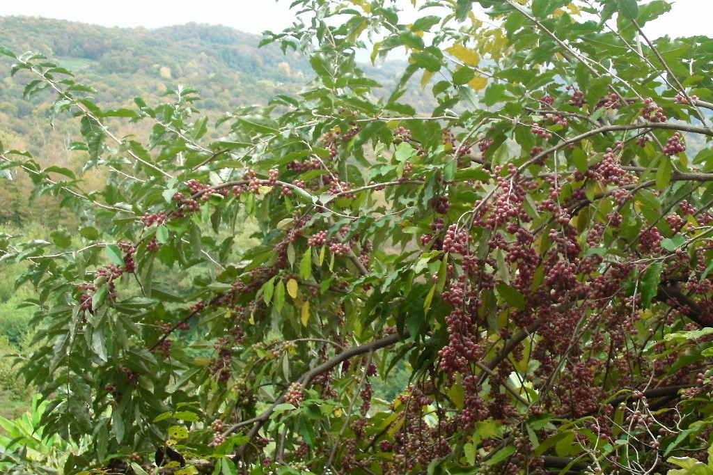 Лох зонтичный