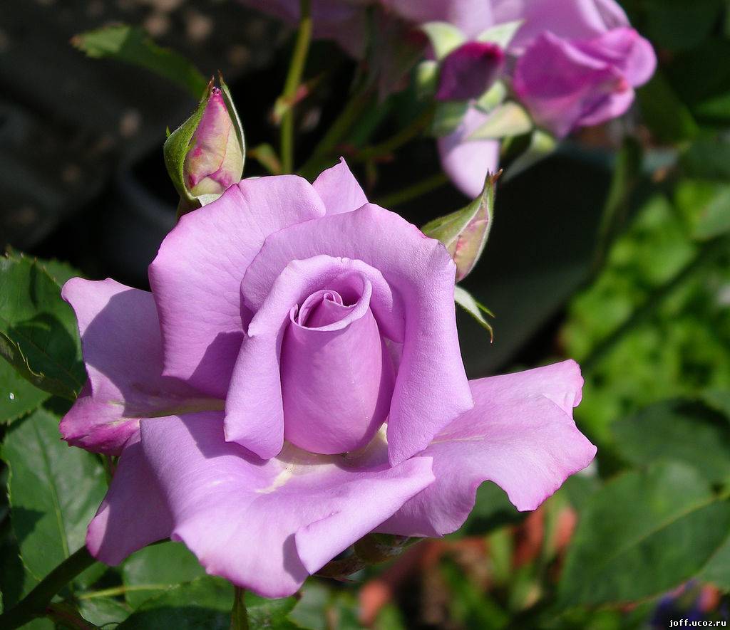 Роза 'Блю Мун'  (чайно-гибридная) (лиловая)